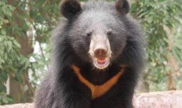 黑龙江黑熊爆料最新消息,最新消息揭露惊人内幕